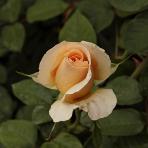 Pоза Елегантна Красавица - жълт - Чайно хибридни рози 